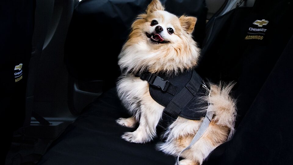 Kit mascota