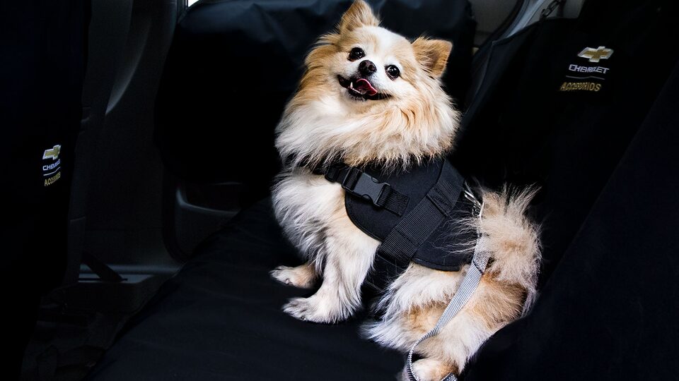 Perrito disfrutando el accesorio de Kit mascota para Blazer 2021