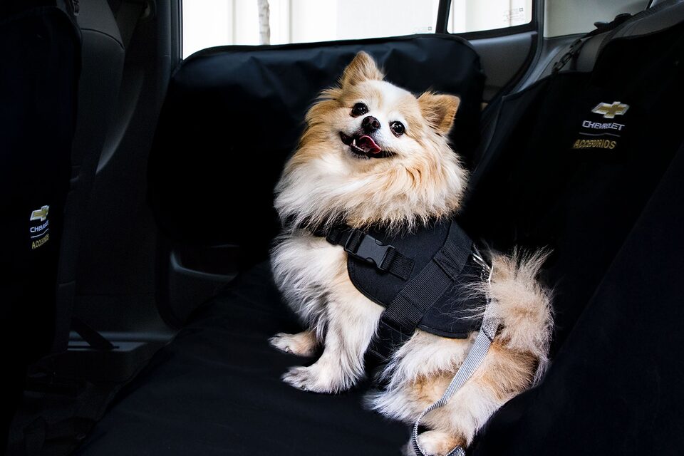Accesorios de interior para camioneta Groove: Kit de mascotas
